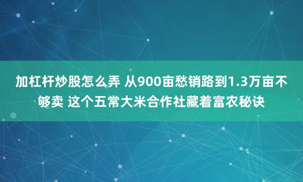 加杠杆炒股怎么弄 从900亩愁销路到1.3万亩不够卖 这个五常大米合作社藏着富农秘诀